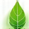 Eco-Friendly Icon